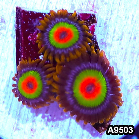 Item#A9503IN9503(S) WYSIWYG Cultured Premium Rasta Zoanthid Frag