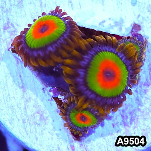 Item#A9504IN9504(S) WYSIWYG Cultured Premium Rasta Zoanthid Frag