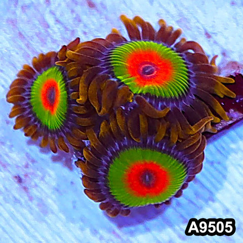 Item#A9505IN9505(S) WYSIWYG Cultured Premium Rasta Zoanthid Frag